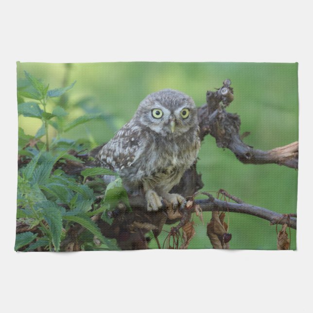 Athene noctua kitchen towel (Horizontal)