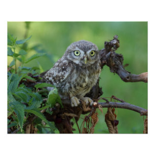 Athene noctua poster