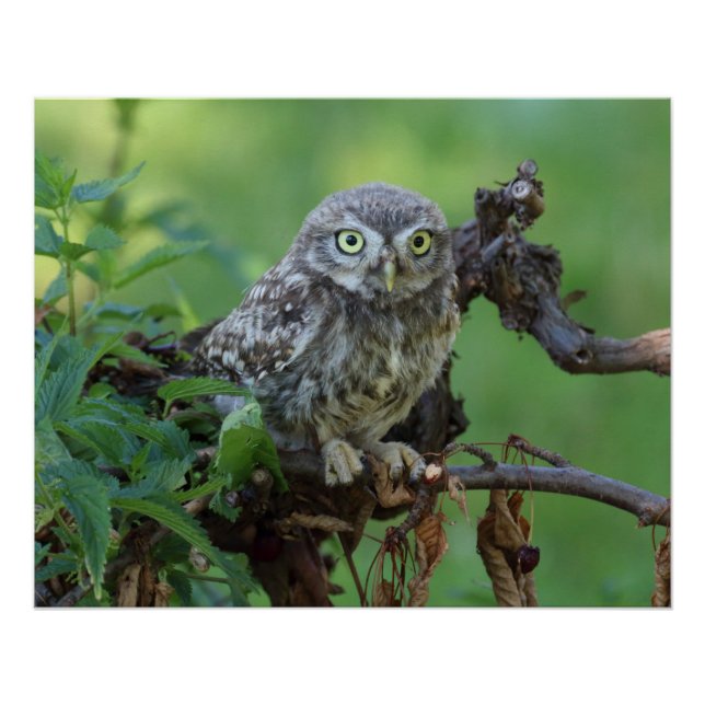 Athene noctua poster (Front)