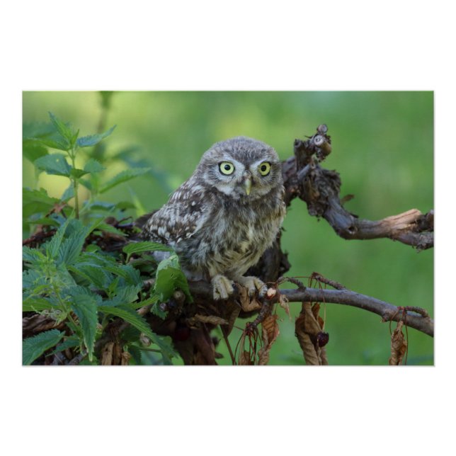Athene noctua poster (Front)