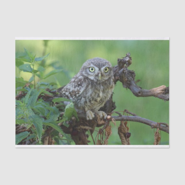 Athene noctua tissue paper (Front)