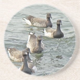 Atlantic Brant Geese Season's Greetings Series Coaster