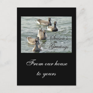 Atlantic Brant Geese Season's Greetings Series Holiday Postcard