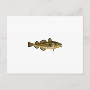 Atlantic Cod Postcard