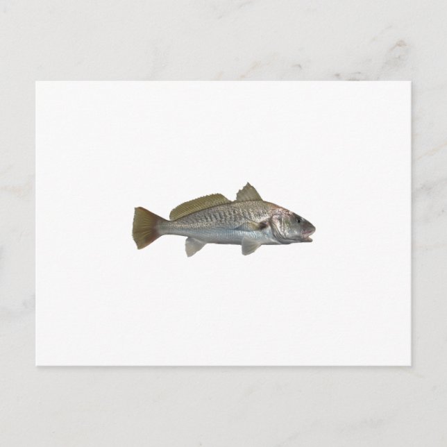 Atlantic Croaker Postcard (Front)