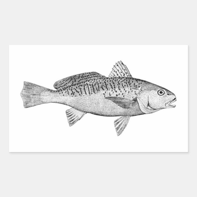 Atlantic Croaker Vintage Illustration Sticker (Front)
