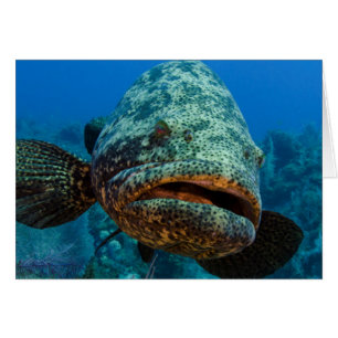 Atlantic Goliath Grouper