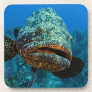 Atlantic Goliath Grouper Coaster