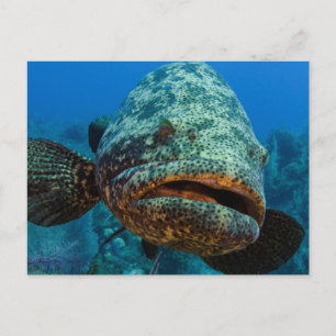 Atlantic Goliath Grouper Postcard