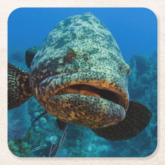 Atlantic Goliath Grouper Square Paper Coaster (Front)