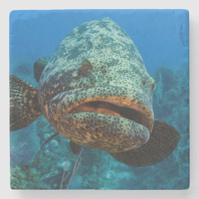 Atlantic Goliath Grouper Stone Coaster (Front)
