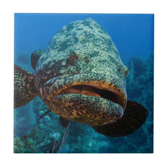 Atlantic Goliath Grouper Tile (Front)
