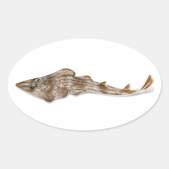 Atlantic Guitarfish Sticker (Front)