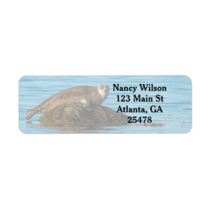 Atlantic Harbour Seal