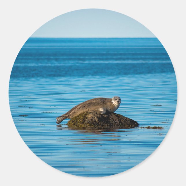 Atlantic Harbour Seal (Front)