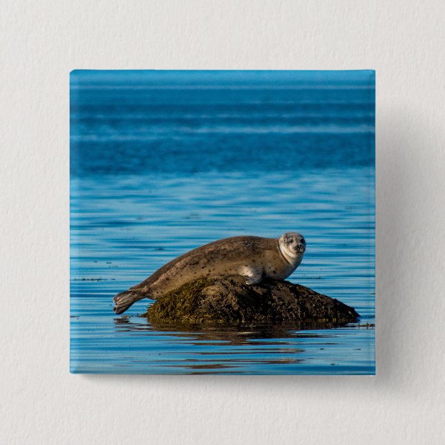 Atlantic Harbour Seal 2 Inch Square Button (Front)