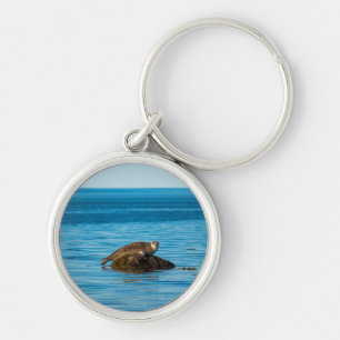 Atlantic Harbour Seal Keychain