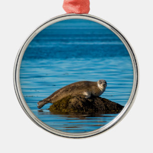 Atlantic Harbour Seal Metal Ornament