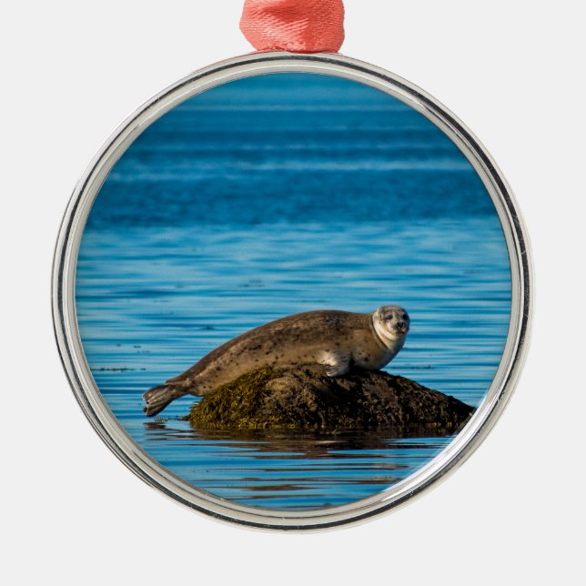 Atlantic Harbour Seal Metal Ornament (Front)
