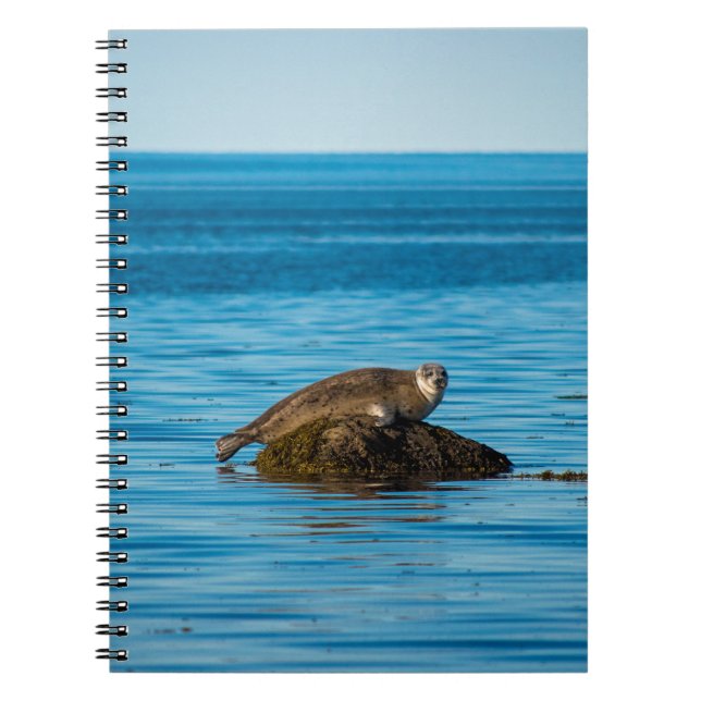 Atlantic Harbour Seal Notebook (Front)
