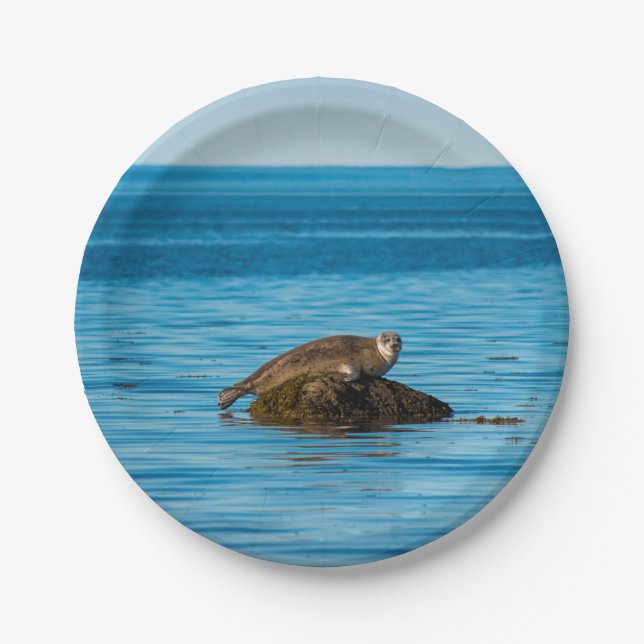 Atlantic Harbour Seal Paper Plate (Front)