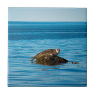 Atlantic Harbour Seal Tile