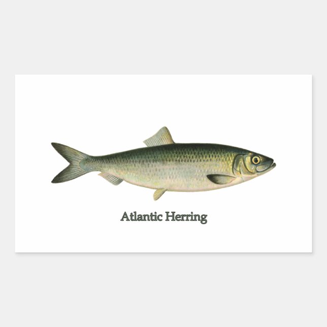 Atlantic Herring Sticker (Front)