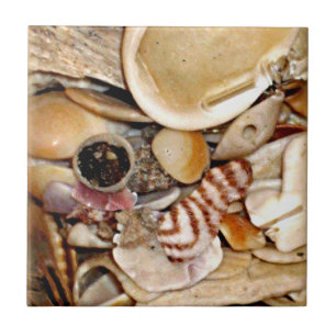 Atlantic Ocean Sea Shells Tile