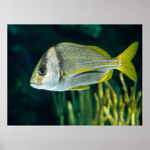 Atlantic Porkfish Portrait Poster