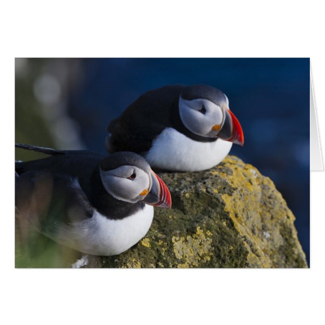 Atlantic Puffin (Front Horizontal)