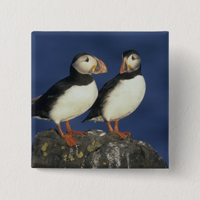 Atlantic Puffin 2 Inch Square Button (Front)