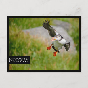 Atlantic Puffin bird flying black edge postcard