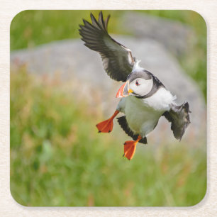 Atlantic Puffin bird flying coaster