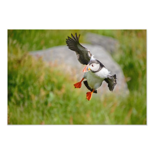 Atlantic Puffin bird flying print (Front)
