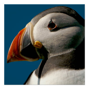 Atlantic Puffin Bird Photograph Blue Glossy Poster