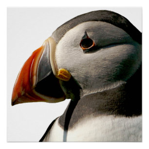 Atlantic Puffin Bird Photography Art Glossy Poster
