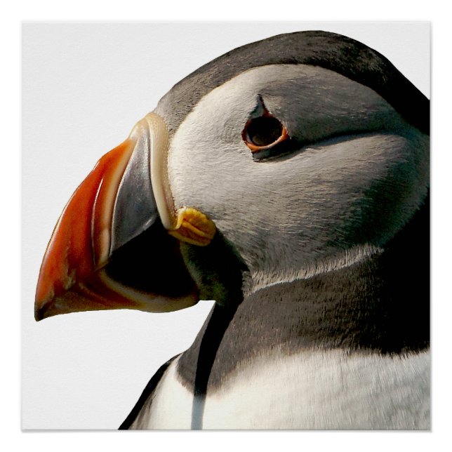 Atlantic Puffin Bird Photography Art Glossy Poster (Front)