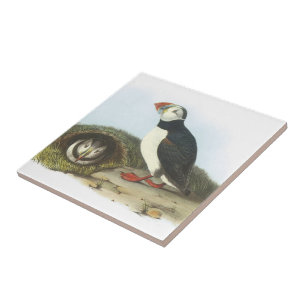 Atlantic Puffin by Audubon Tile