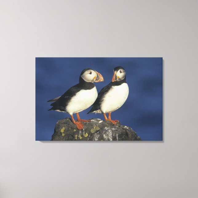 Atlantic Puffin Canvas Print (Front)