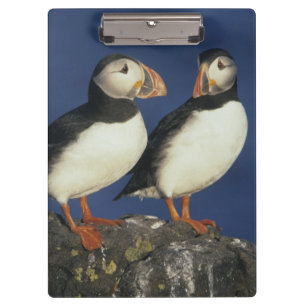 Atlantic Puffin Clipboard