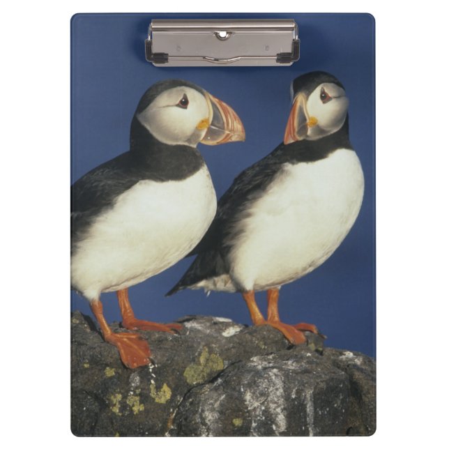 Atlantic Puffin Clipboard (Front)