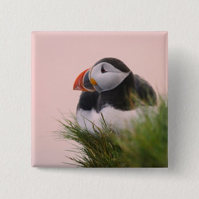 Atlantic Puffin (Fratercula arctica) 2 Inch Square Button (Front)