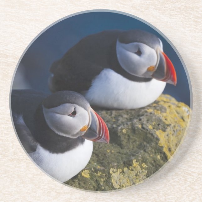 Atlantic Puffin (Fratercula arctica) 7 Coaster (Front)