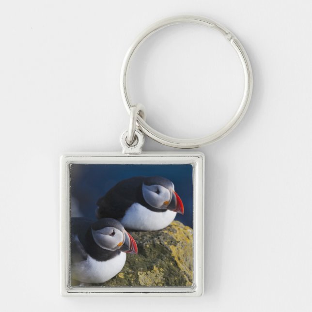 Atlantic Puffin (Fratercula arctica) 7 Keychain (Front)