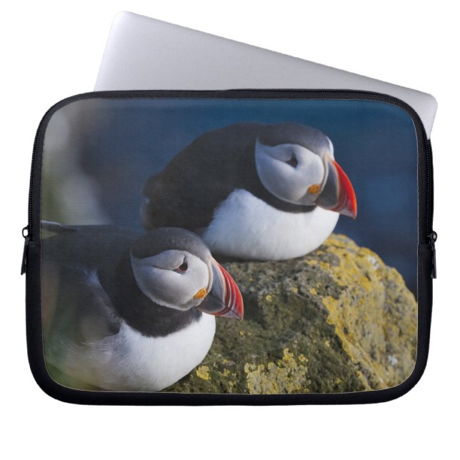 Atlantic Puffin (Fratercula arctica) 7 Laptop Sleeve (Front)
