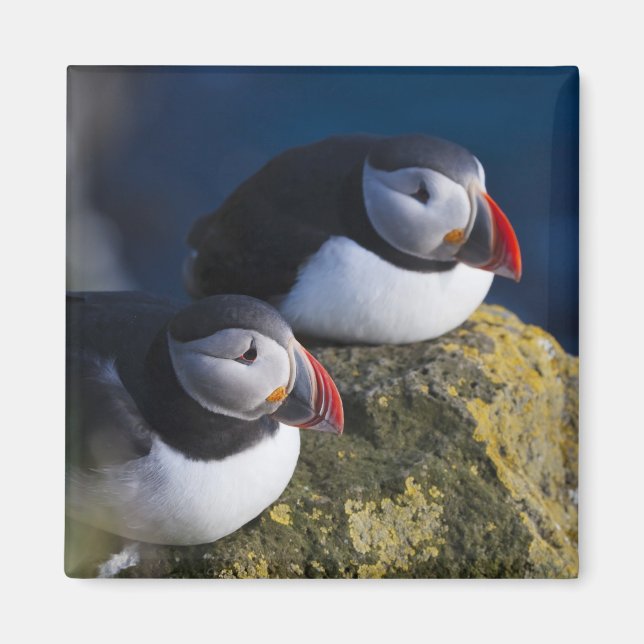 Atlantic Puffin (Fratercula arctica) 7 Magnet (Front)