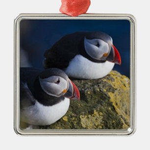 Atlantic Puffin (Fratercula arctica) 7 Metal Ornament