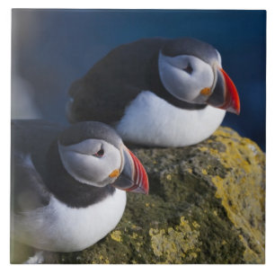 Atlantic Puffin (Fratercula arctica) 7 Tile