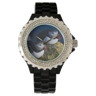 Atlantic Puffin (Fratercula arctica) 7 Watch
