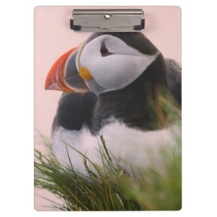 Atlantic Puffin (Fratercula arctica) Clipboard